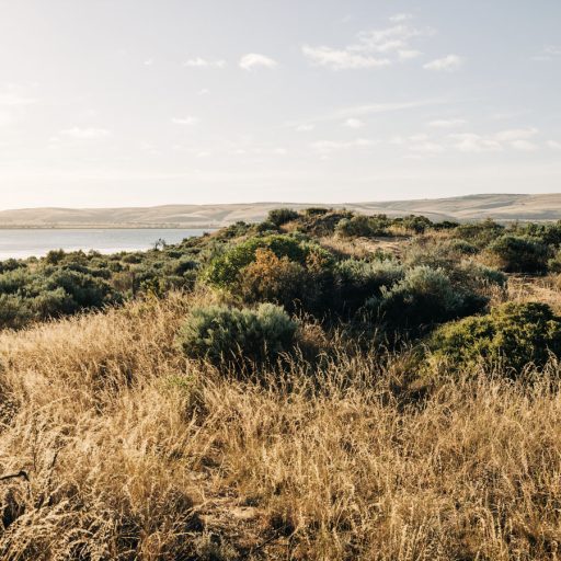 South Australian bushland with the coastline visible in the distance near Rumi on Louth private island.