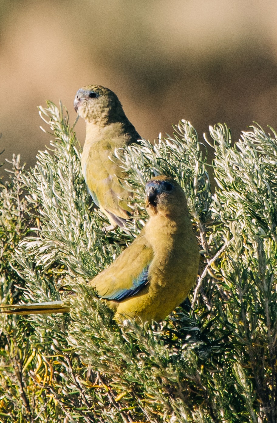 Birds-on-Louth-01
