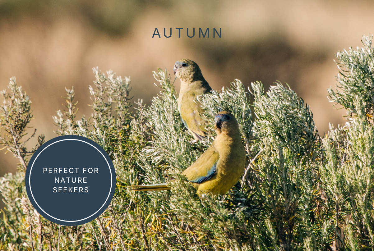 Bird perched on treetop against autumn sky on Louth Island, ideal for wildlife watching and nature walks